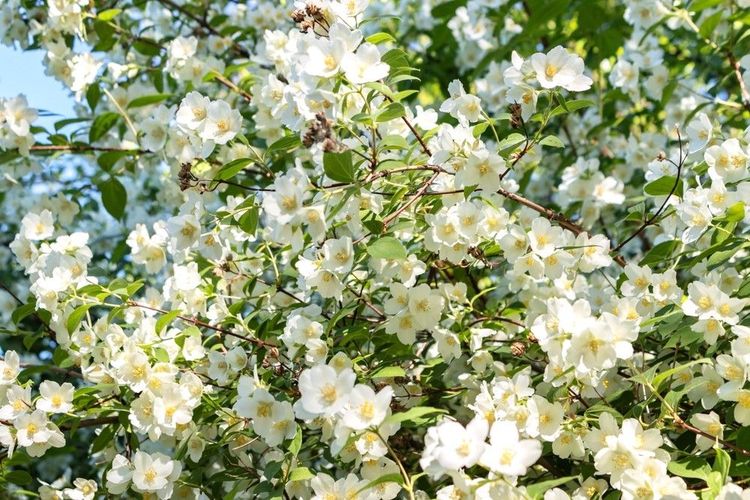Comme l'odorant jasmin ou le juteux grenadier