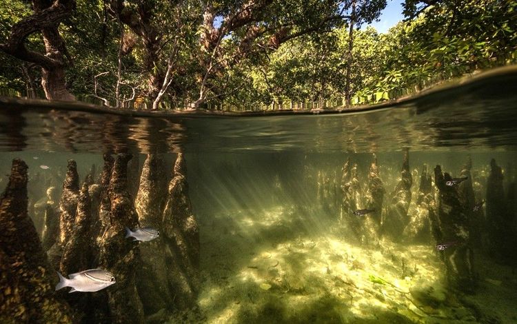 Sous l’eau, la vie grouille plus qu’à la surface.