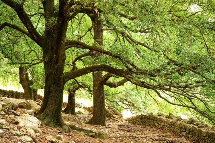 Chêne vert (Ilex quercus). Ses Figueroles. Escorca. Tramuntana