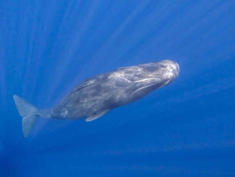 Photo d'un Rorqual Commun