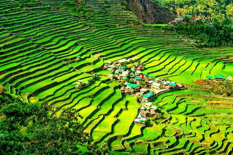Les rizières en terrasse de Banaue, classées par l'UNESCO