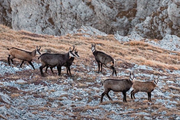 Un groupe de chamois en pleine nature.