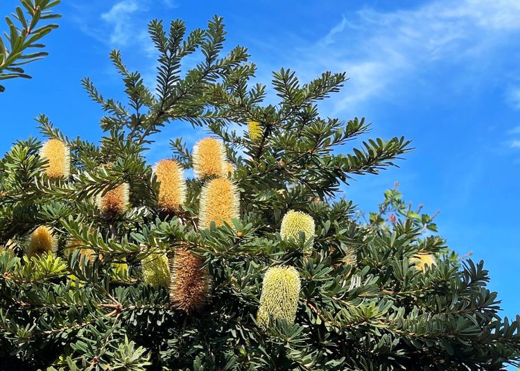 Le banksia et ses fleurs charnues se trouvent dans le parc