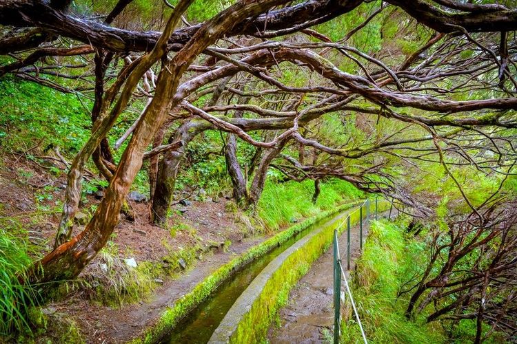 Vieux arbres courbés au-dessus d'une levada