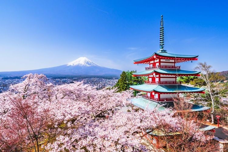 Les festivals des cerisiers (sakura) en fleurs, un émerveillement dans les parcs de Tokyo