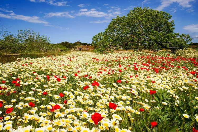 Champ de fleurs à Sant Francesc Xavier avec figuier, marguerites et coquelicots