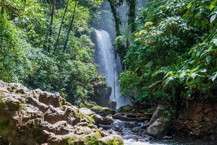 ne cascade du parc de la Paz Waterfall Gardens Nature