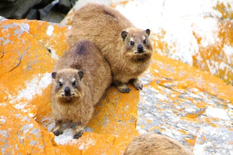 Le daman (ou hyrax) est un habitant bien connu dans les creux des inselbergs de l'Afrique subsaharienne