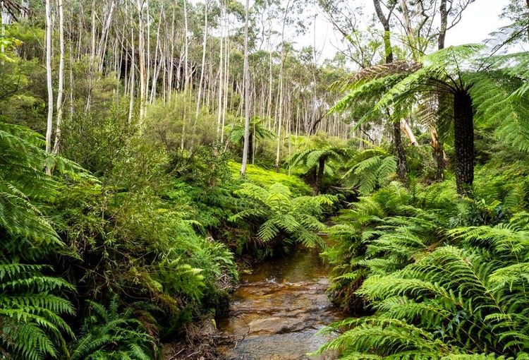 Rivière dans les fougères et les eucalyptus du Blue Mountains national Park