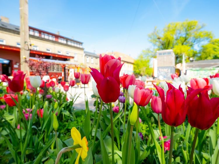 Jardin de tulipe au cœur de Christiania