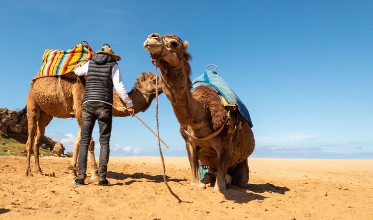 Il y a de la vie assurément sur les plages de Sidi Kacem