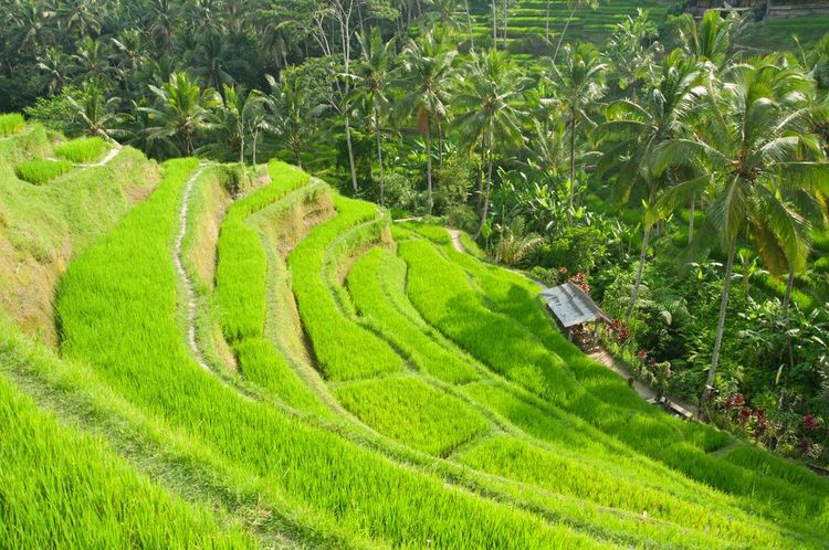 Les rizières en terrasse de Tegalang, à Bali.