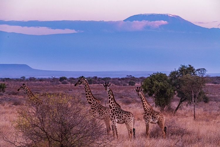 Animaux sauvages d'Afrique, au pied su Kilimandjaro.
