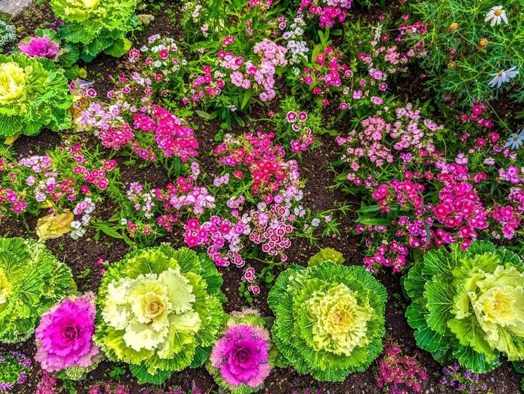 Comme à Villandry, les choux d'ornementation se marient aux fleurs colorées