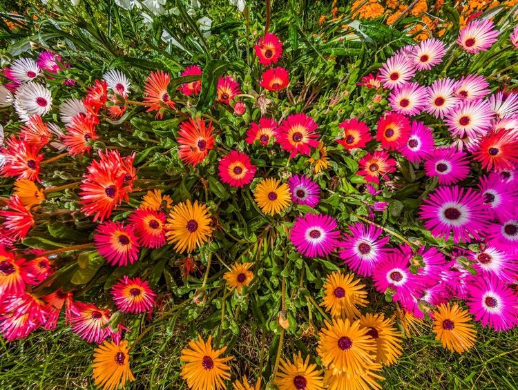 Dans les grands froids que connait l'Islande, des fleurs persistantes très colorées ont trouvé leur équilibre