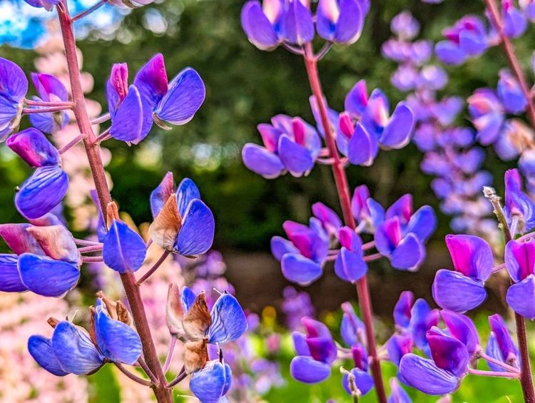 Lupin du jardin botanique d'Akureyri