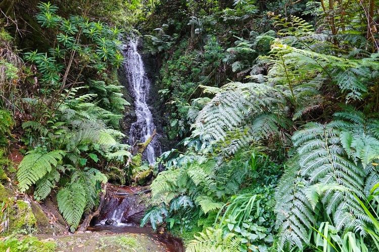 La forêt primaire à la hauteur de Chão da Ribeira