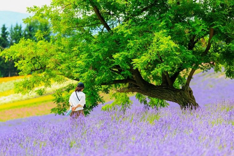 Promenade dans les champs de lavande de Furano