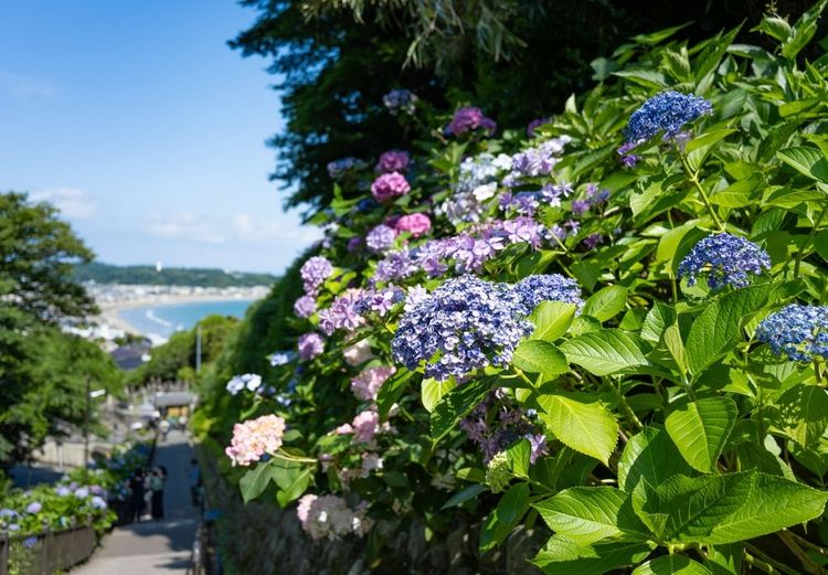 Hydrangeas au temple Jojuin et à la plage de Yuigahama à Kamakura