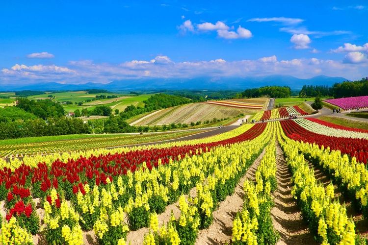 Sur Shikisai no Oka, à Biei, on pourrait se croire dans les champs de tulipes hollandais