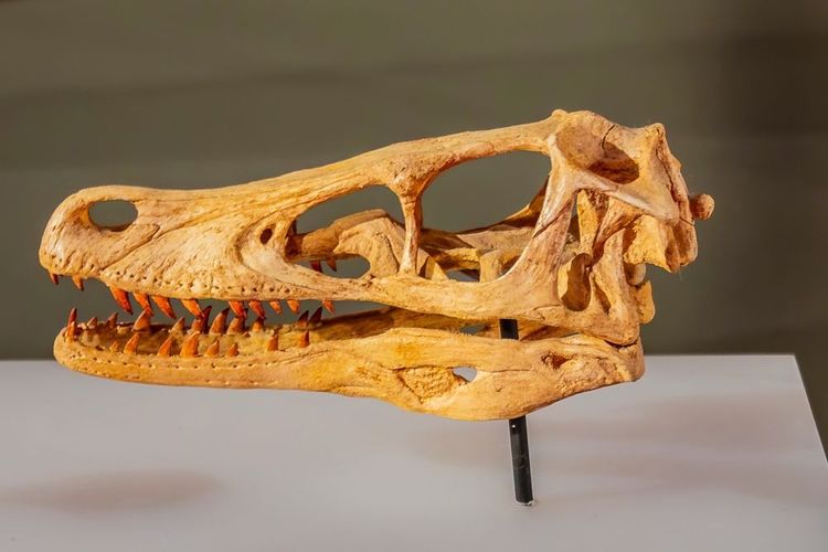 Squelette de crâne de kangourou dans le musée