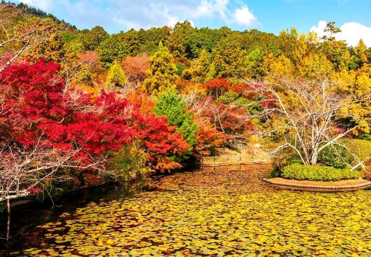 Bassin aux nénuphars et arbres colorés dans le les jardins de Ryona-Ji