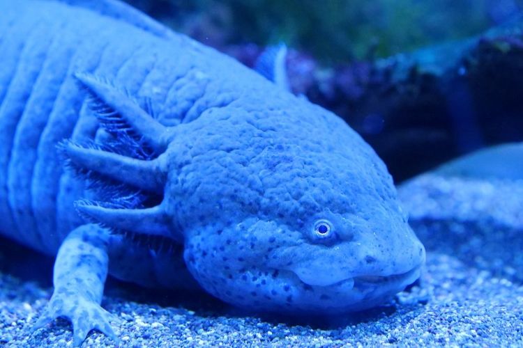 Axolotl