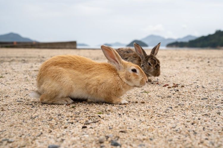Lapins de l'île Okunoshima