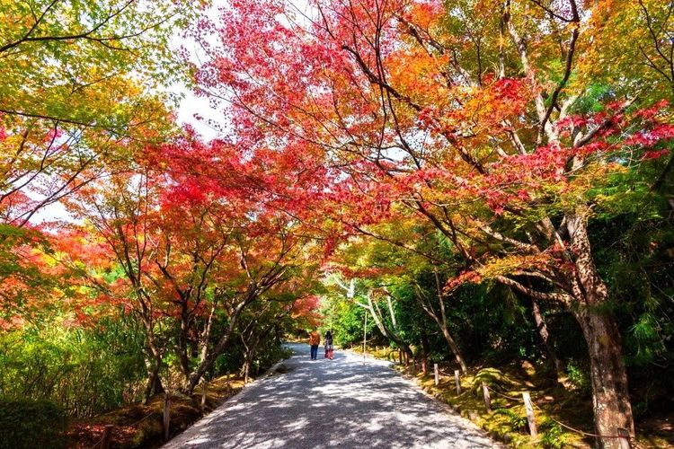 Les jardins zen de Ryoan-ji, un havre de paix au cœur de Kyoto