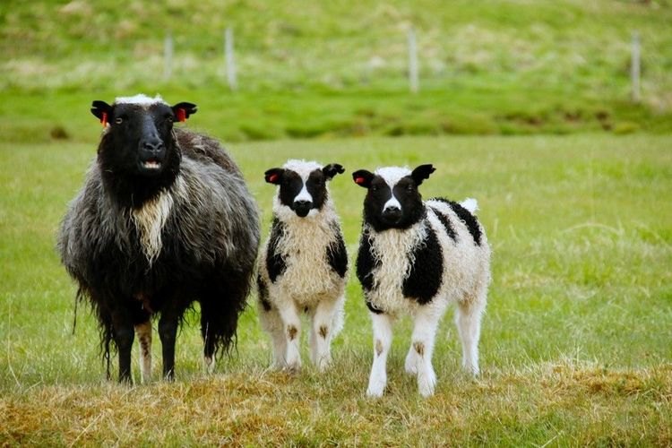 L'agneau islandais a l'air tendre