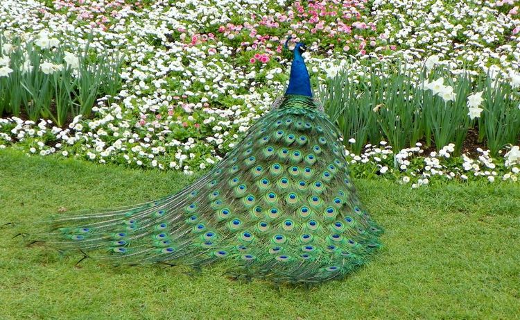 Depuis topujours, des paons se baladent dans le parc