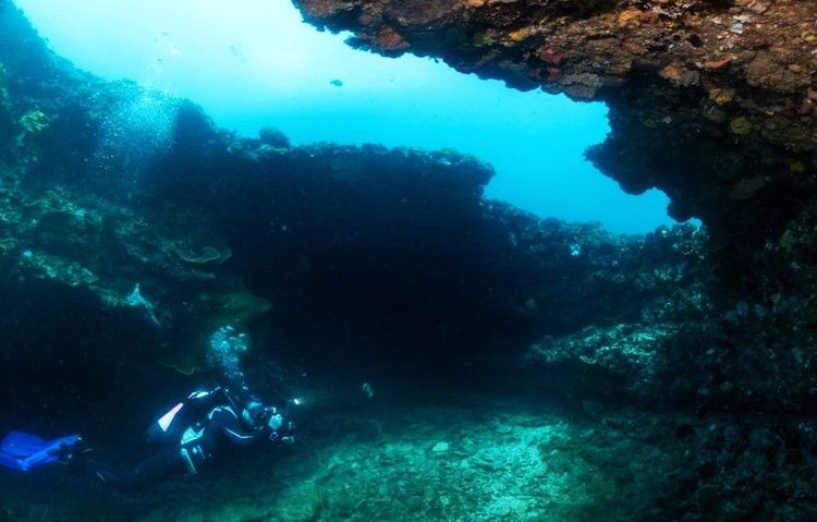 Plongée à Rottnest Island