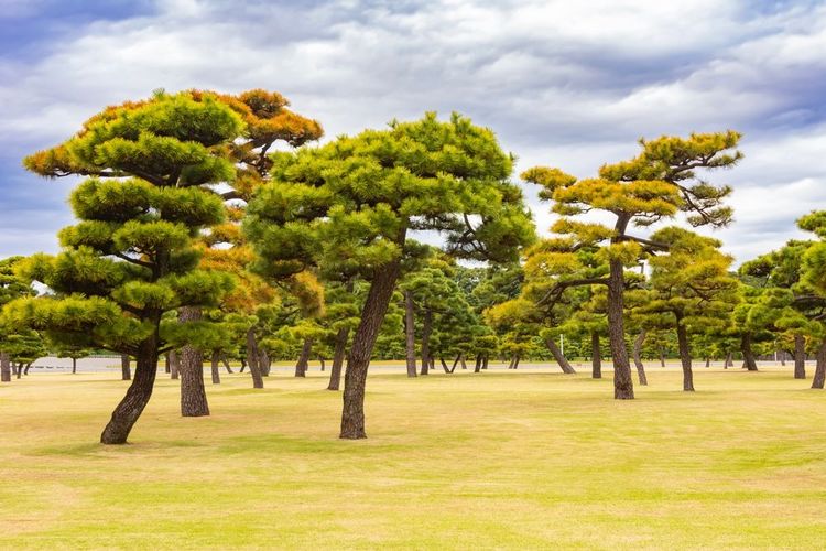 Pins dans le Kokyo Gaien, grand espace ouvert situé devant le Palais Impérial de Tokyo