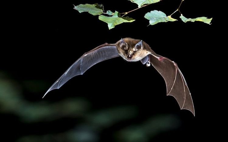 Grand rhinolophe chauve-souris