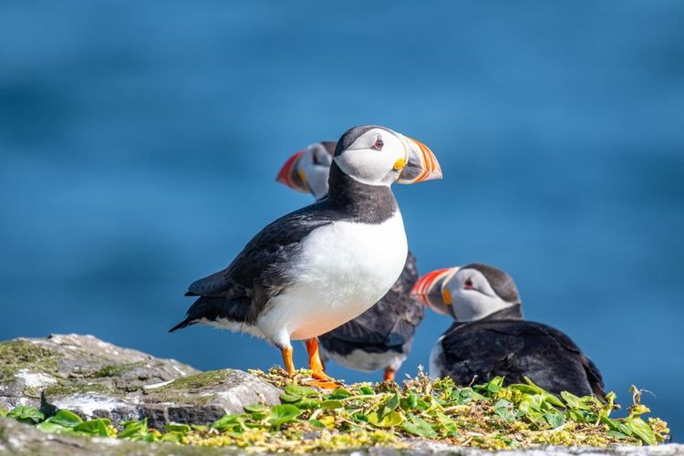 Les macareux sont chez eux sur l'île