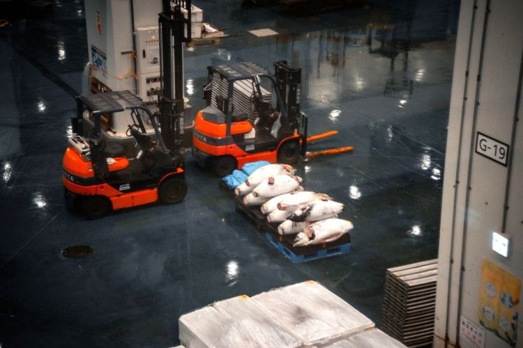 Dès très tôt le matin, des chariots élévateurs servent à charrier les thons entiers surgelés, très lourds, dans le marché de Toyosu