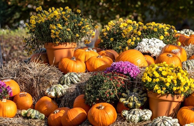 Citrouilles, cucurbitacées et fleurs sur le marché de Zhenski Pazar à l'automne