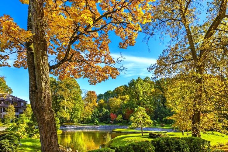 Jardin et bassins japonisant dans le parc
