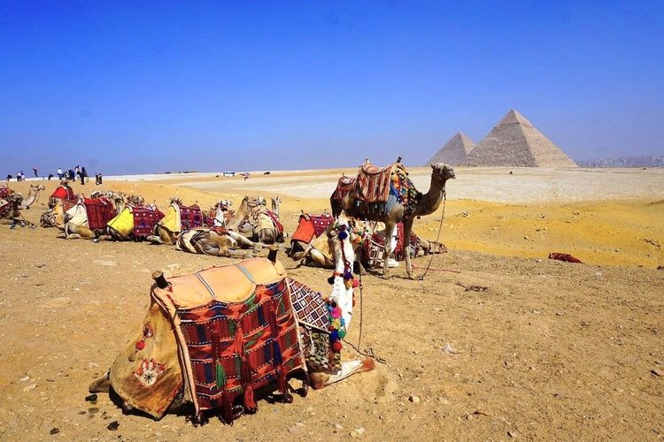 Méharée de chameaux pour la visite du site de Gizeh