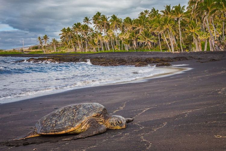 Plage de Punalu'u, Hawaï