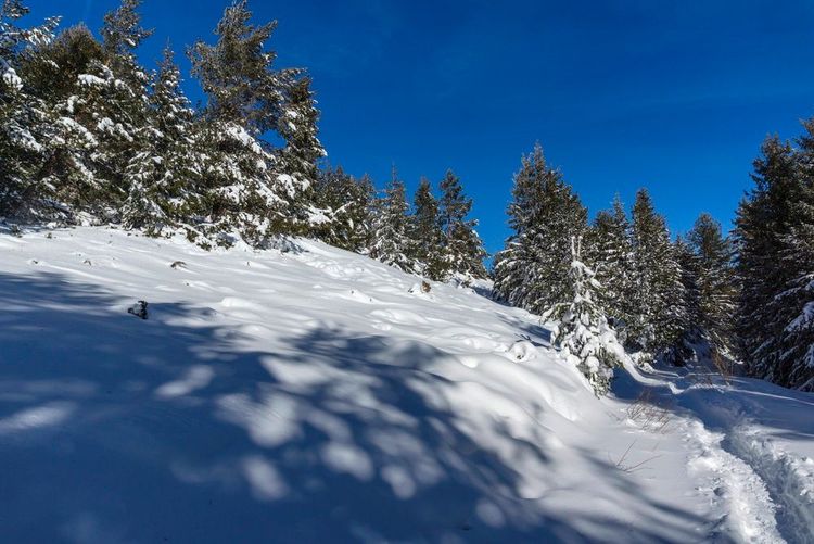 En hiver, la neige ne manque pas sur le mont Vitocha