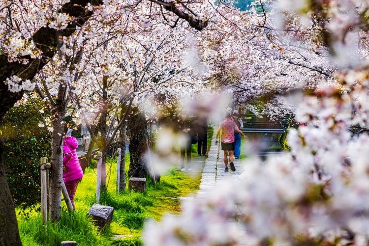 Le Chemin de la Philosophie sinue parmi les cerisiers en fleurs
