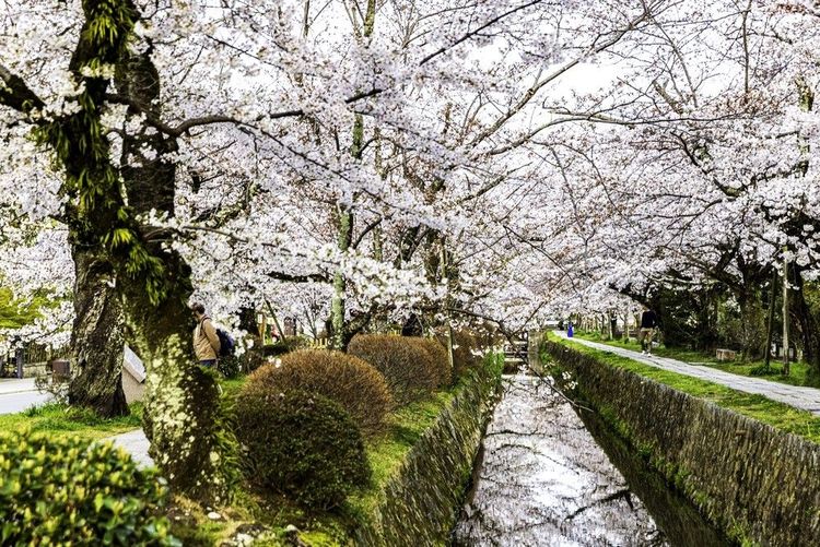 Le petit canal qui longe le Chemin de la Philosophie est ombragé par les arbres en fleurs