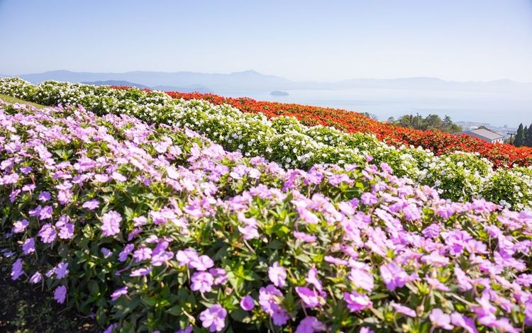 Les champs de fleurs du mont Hakodate au printemps