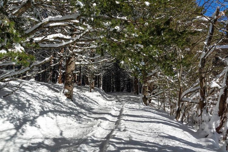 Chemin dans les bois de la montagne