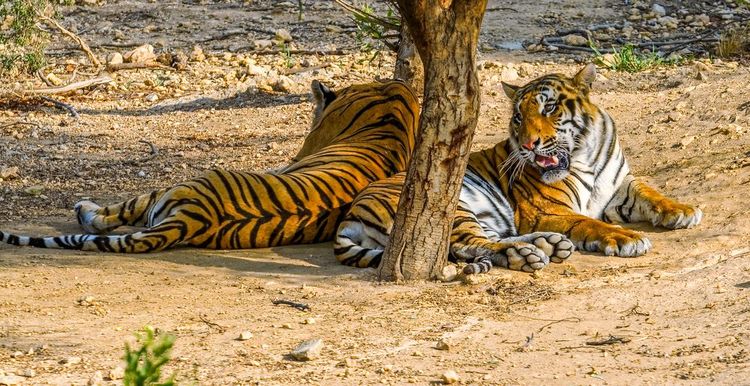 Les tigres du zoo de Friguia