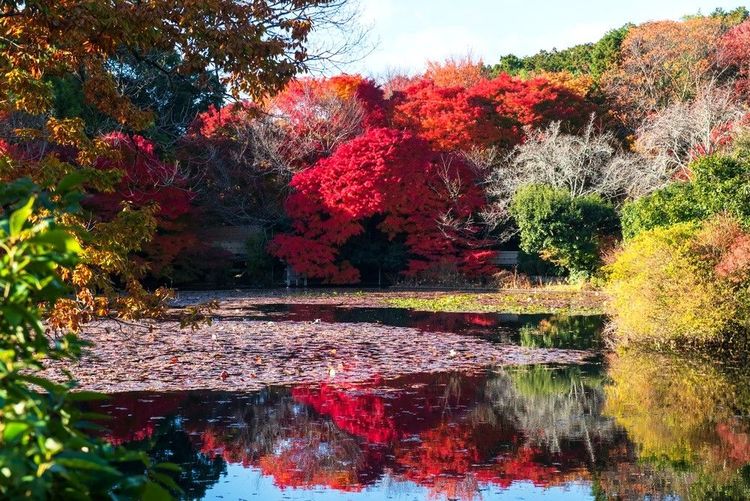 Beau bassin bordé d'arbres dans les jardins de Ryoan-Ji