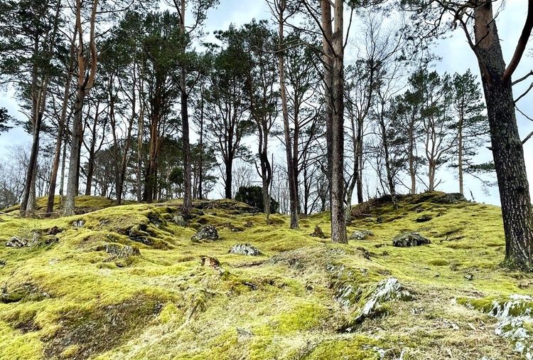 Belle colline boisée de Baerums-marka