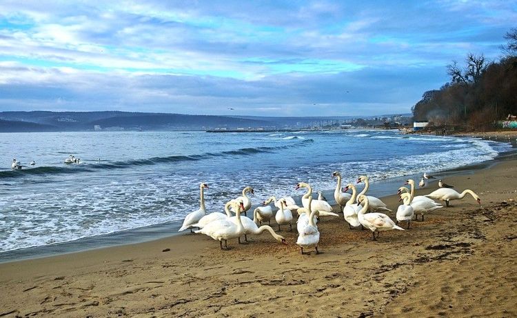 Cygnes sur la plage de Chayka