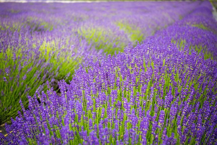 Lavande florissante à l'été dans les champs de Stari Grad